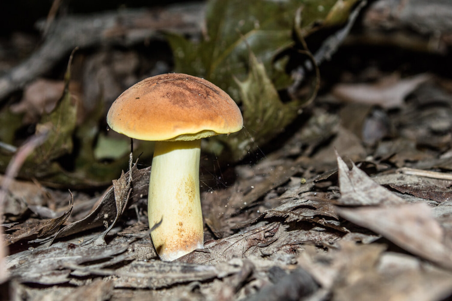 Randonnée à la découverte des champignons avec Jessika Gauvin