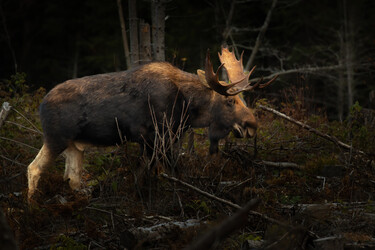On the Trail of New Brunswick’s Moose